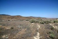 San Joaquin Coachwhip Habitat