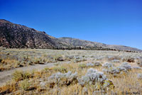 Great Basin Gopher Snake Habitat