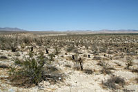 Colorado Desert Sidewinder Habitat
