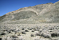 Mohave Patch-nosed Snake Habitat