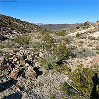 Inyo Mountains Slender Salamander Habitat
