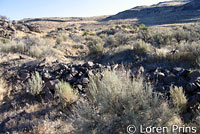 Variable Groundsnake Habitat