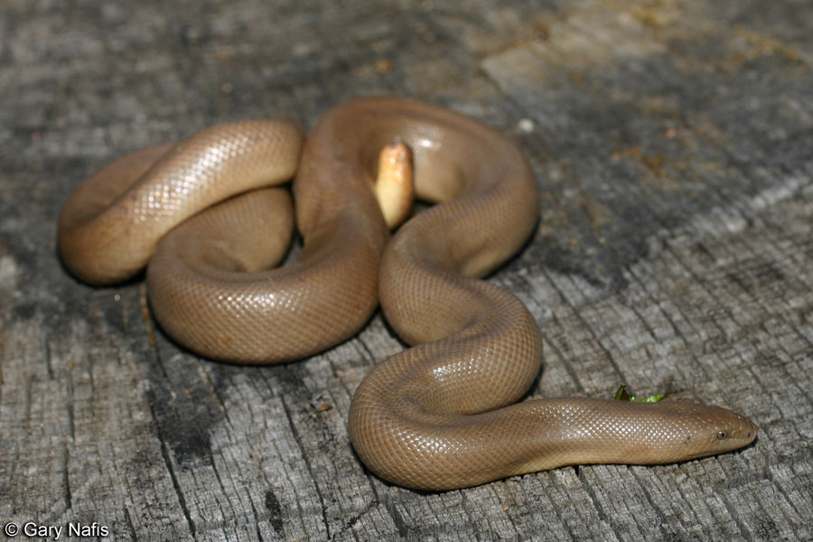 Rubber boa Alchetron, The Free Social Encyclopedia