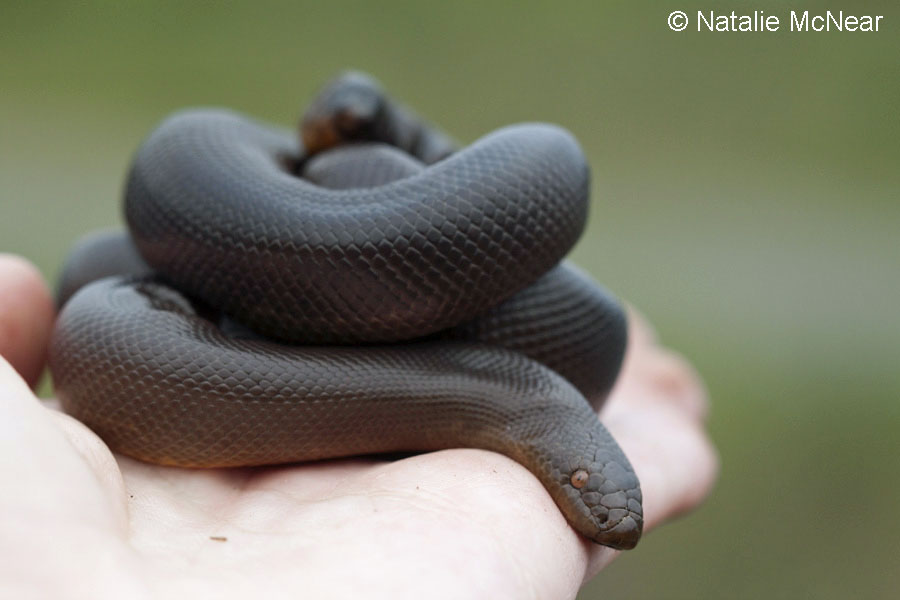 Northern Rubber Boa Charina bottae