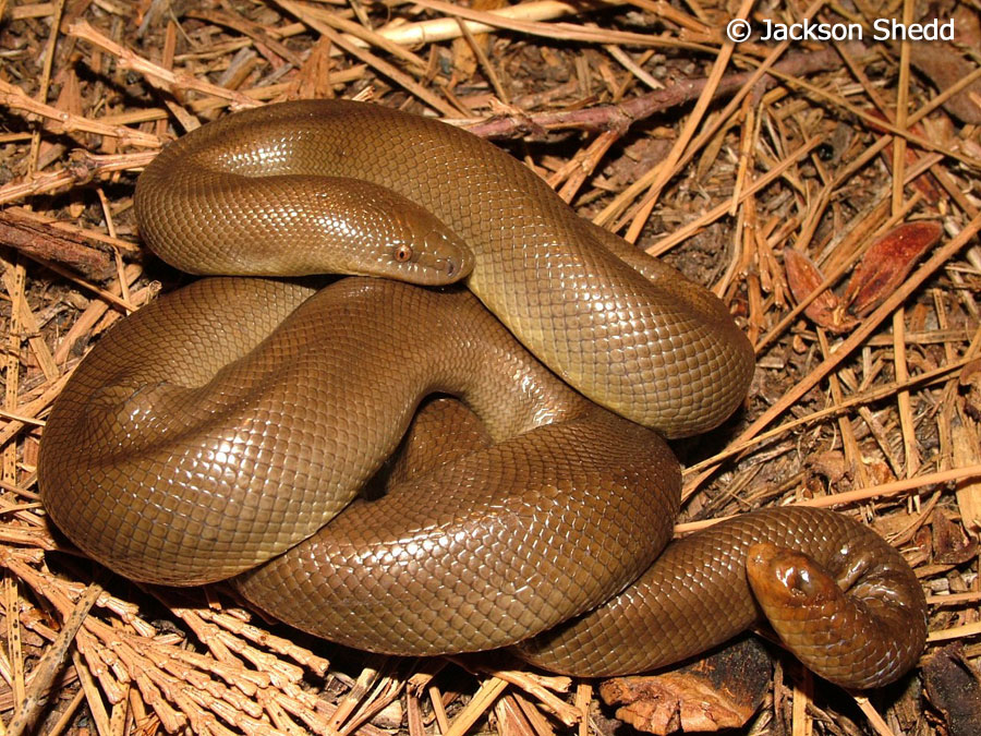 Northern Rubber Boa Charina bottae
