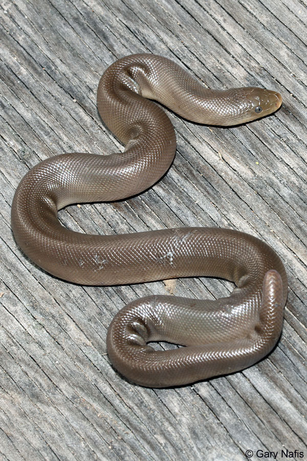 Northern Rubber Boa Charina bottae