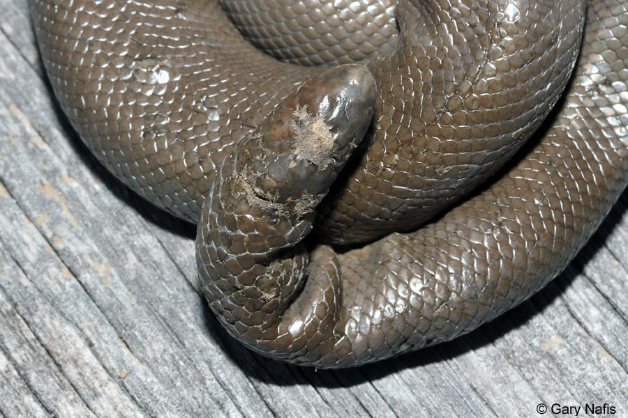 Northern Rubber Boa Charina bottae
