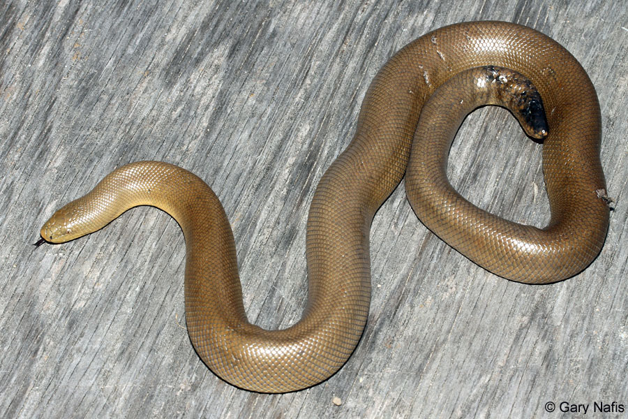 Northern Rubber Boa Charina bottae