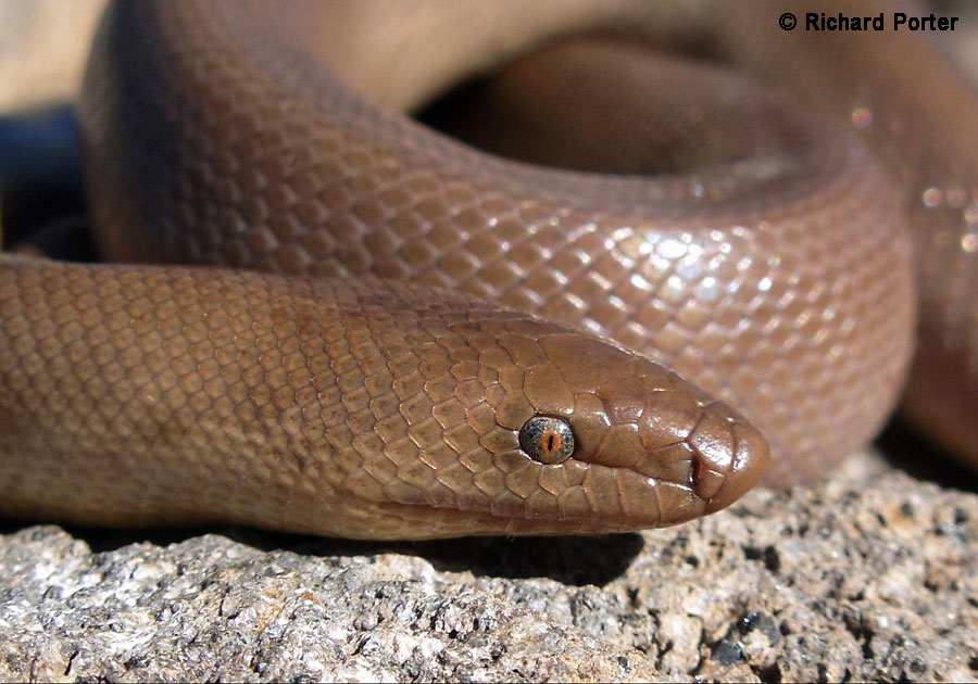 Northern Rubber Boa Charina bottae
