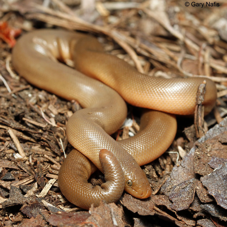 Northern Rubber Boa Charina bottae