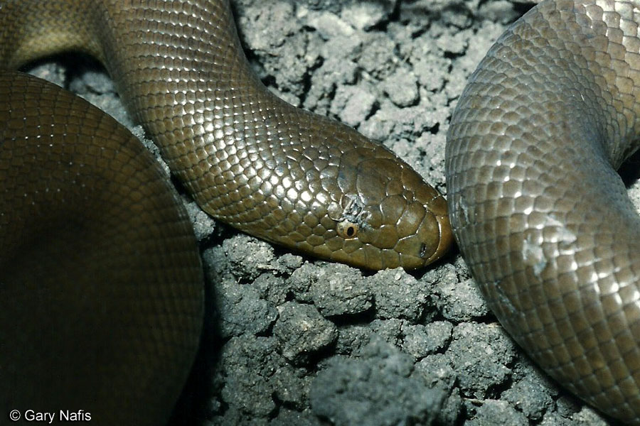 Northern Rubber Boa Charina bottae