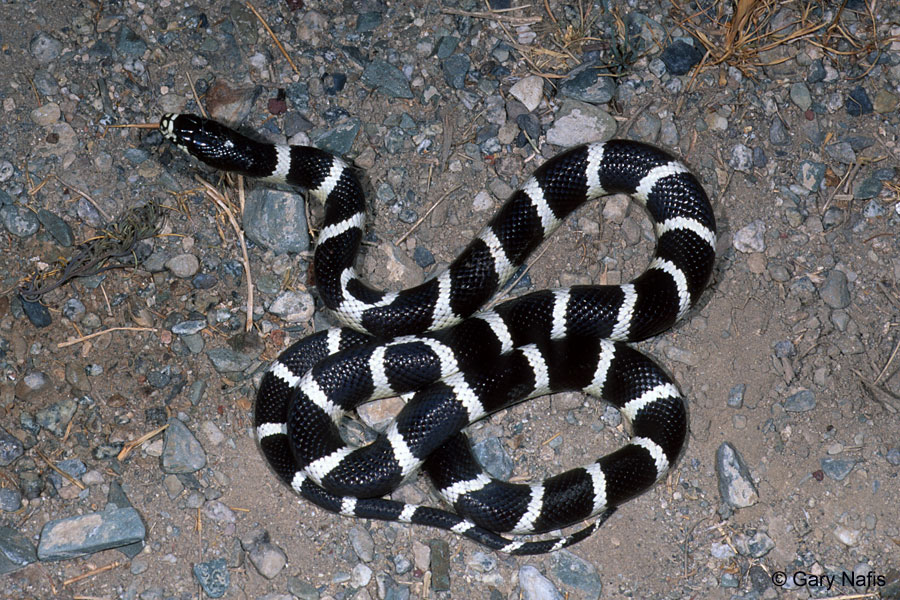 The image “http://www.californiaherps.com/snakes/images/lgcaliforniaebp.jpg” cannot be displayed, because it contains errors.