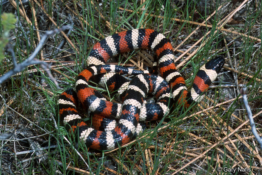 What is a physical description of the king snake?