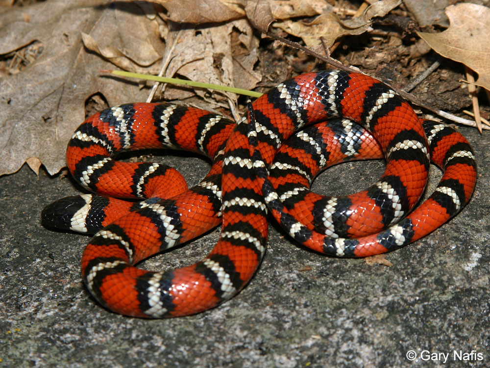 http://www.californiaherps.com/snakes/images/lzpulchrasd4062.jpg