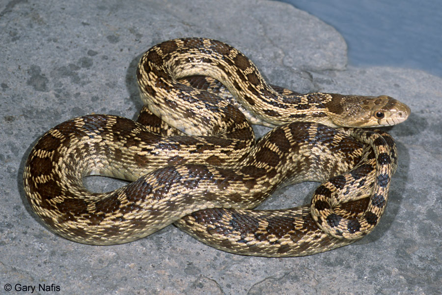 Image result for Gopher Snakes