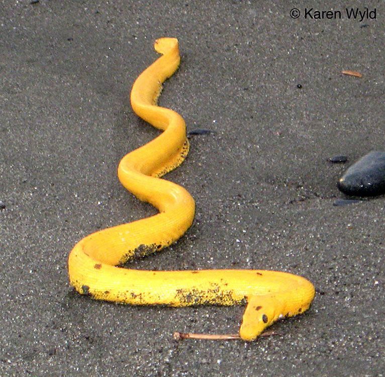 yellow bellied sea snakes
