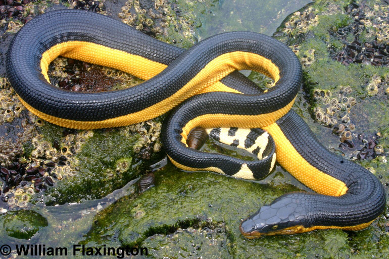 Yellow-bellied Sea Snake - Pelamis platurus