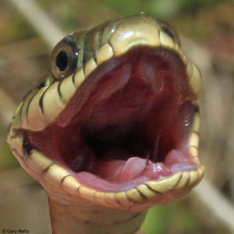 Two Striped Gartersnake Thamnophis Hammondii