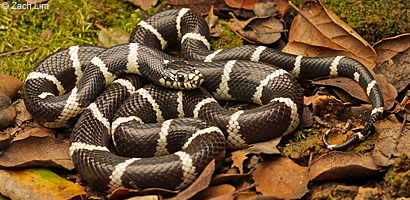 california kingsnake