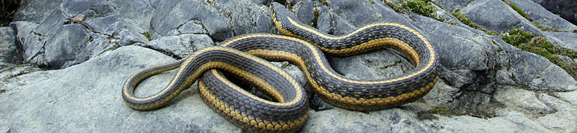 Oregon Gartersnake