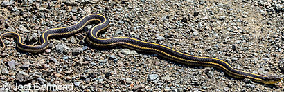 Diablo Range Gartersnake