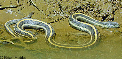 Pacific Gopher Snake