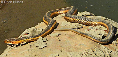 Pacific Gopher Snake