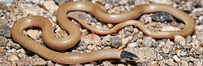 Western Black-headed Snake