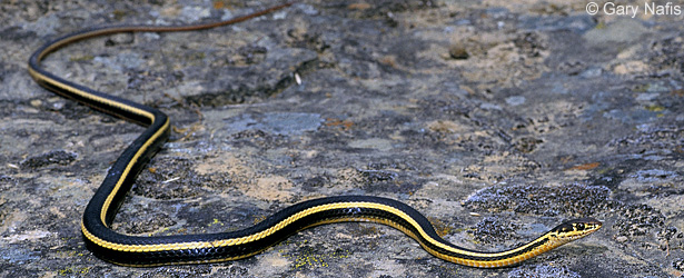 Alameda Striped Racer