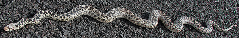 Great Basin Gopher Snake
