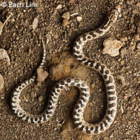 California Glossy Snake