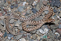 California Glossy Snake