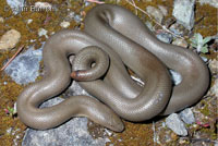 Northern Rubber Boa