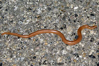 Northern Rubber Boa