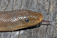 Northern Rubber Boa