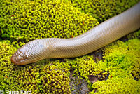 Northern Rubber Boa