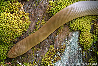 Northern Rubber Boa
