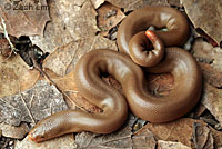 Northern Rubber Boa