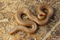Northern Rubber Boa