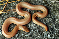 Northern Rubber Boa
