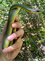 western yellow-bellied racer tracks