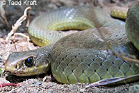 western yellow-bellied racer tracks