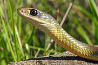 western yellow-bellied racer tracks