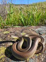 western yellow-bellied racer tracks