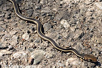 California Striped Racer