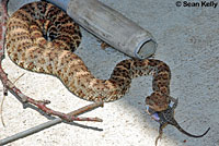 Speckled Rattlesnake