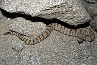 Speckled Rattlesnake