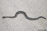 great basin rattlesnake