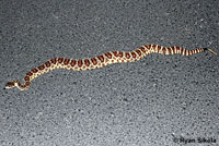 northern pacific rattlesnake