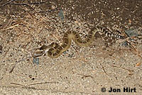 northern pacific rattlesnake